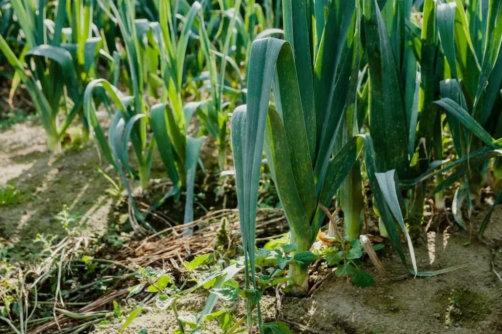 Vente à Dol-de-Bretagne
