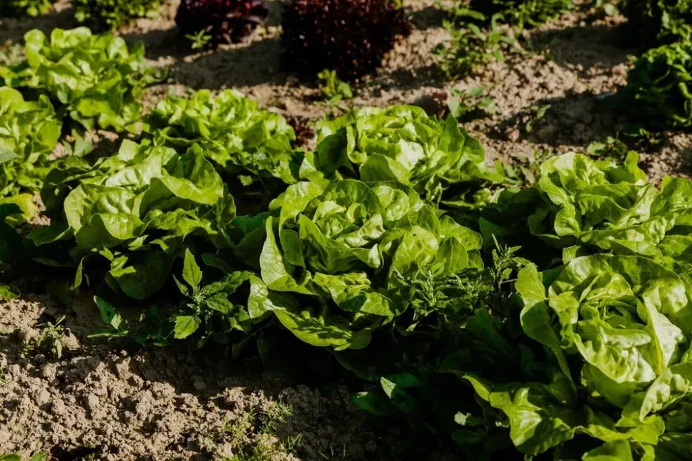 Légumes à Dol-de-Bretagne
