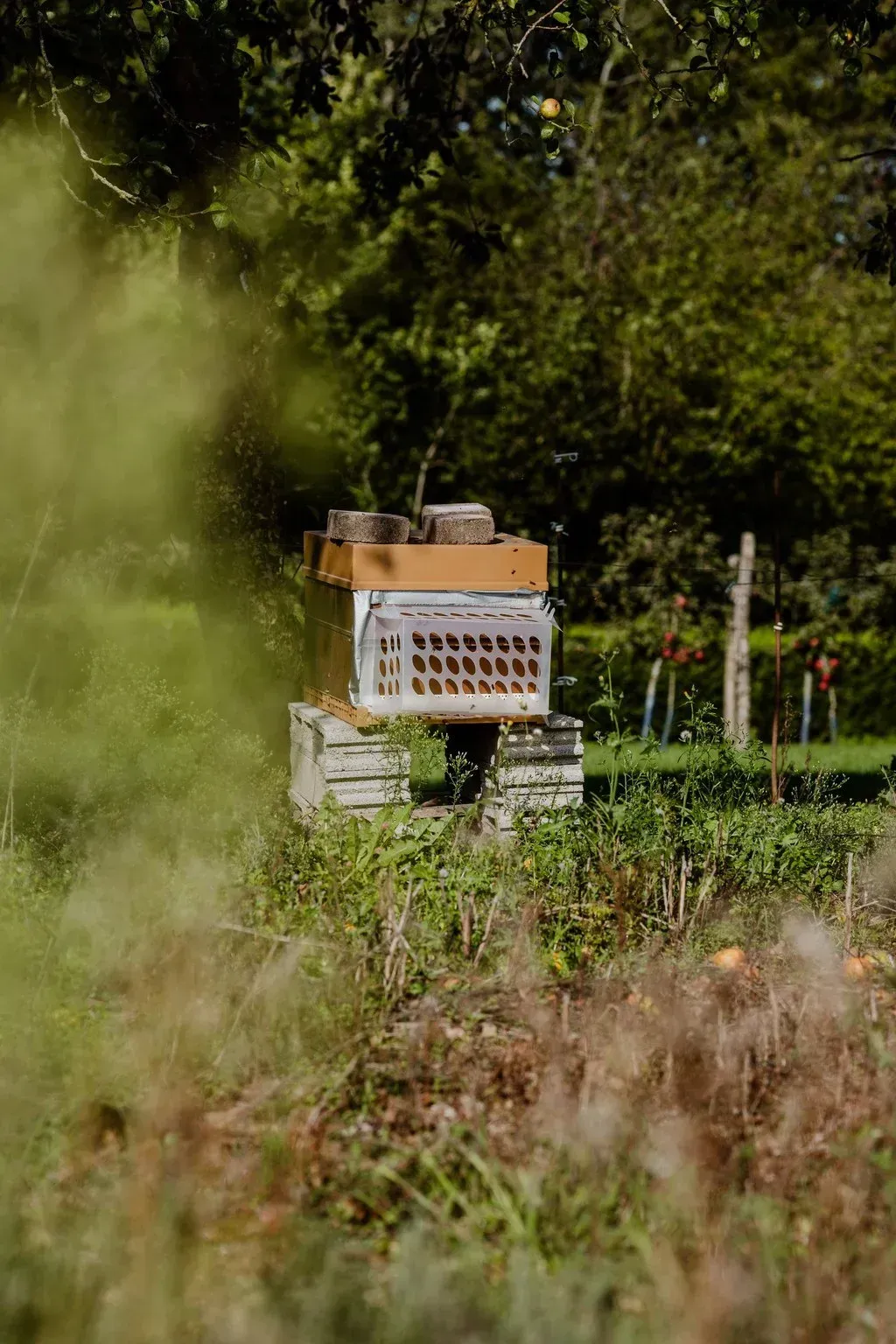 apiculture