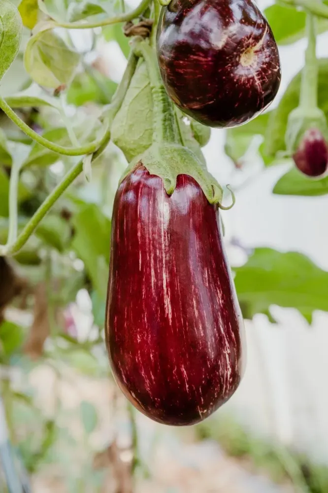 aubergines (1)
