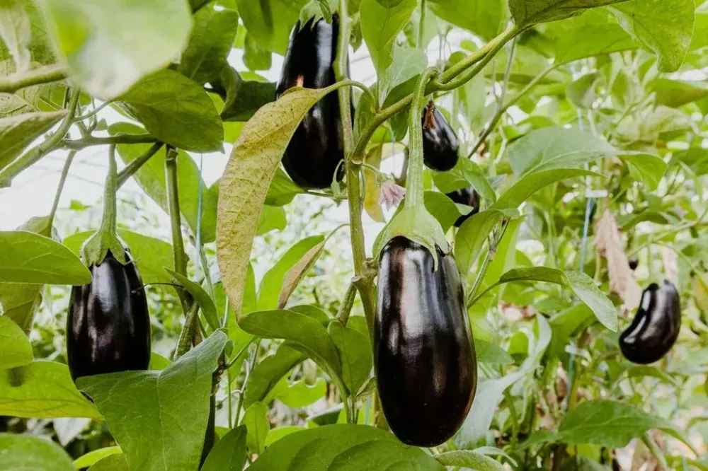 aubergines (2)