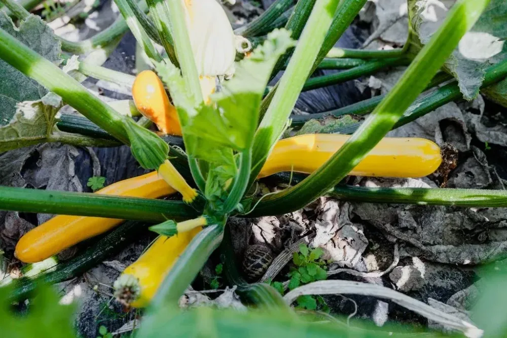 courgettes (1)