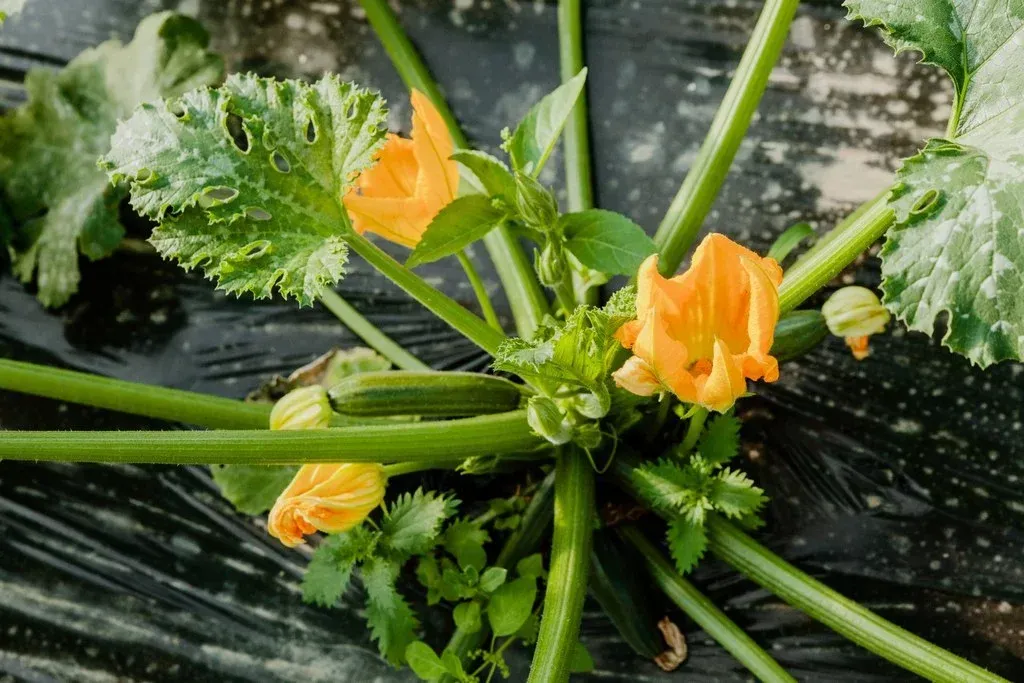 courgettes (2)