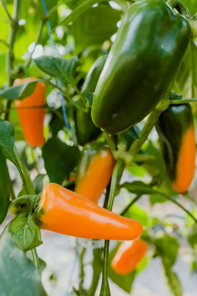 piment poivrons (1)