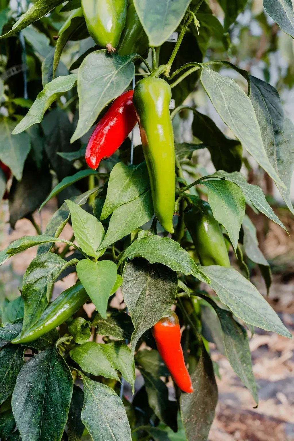 piment poivrons (2)