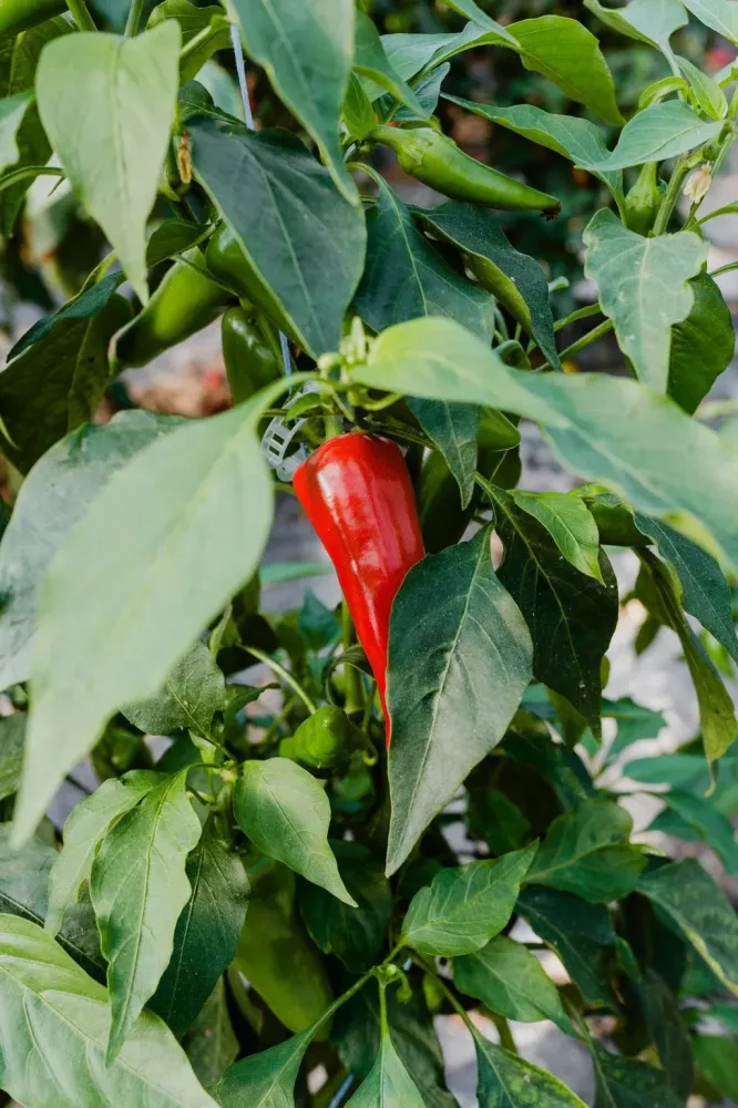 piment poivrons (3)