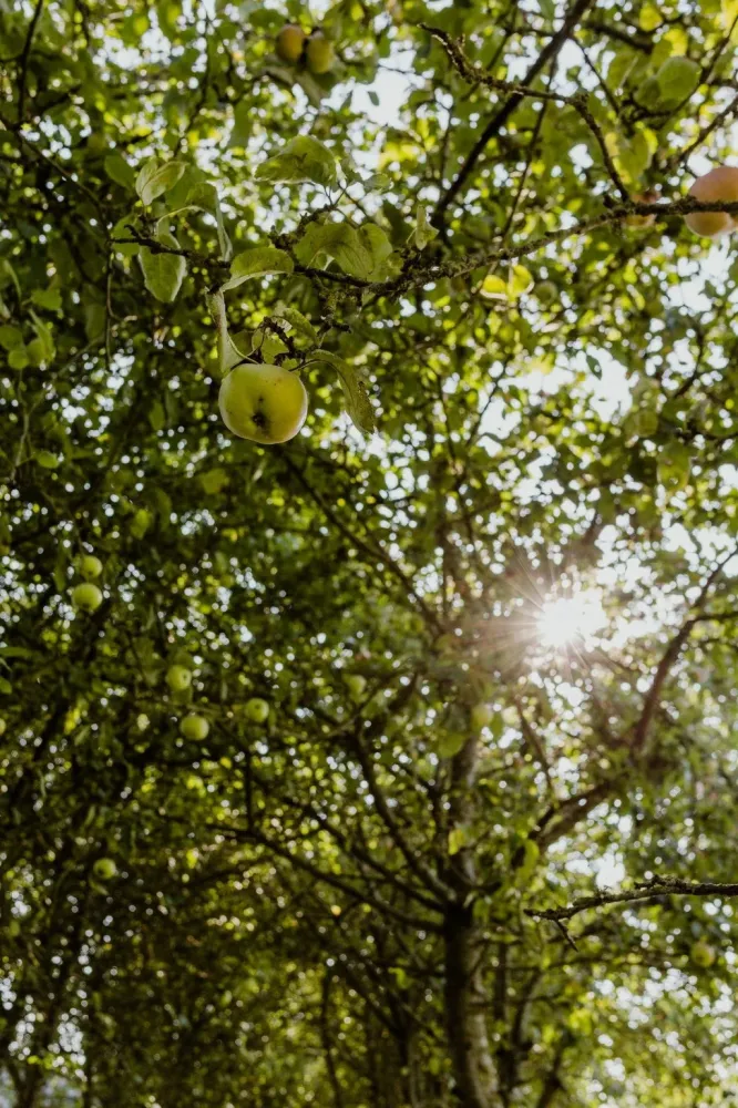 Produits de saison à Dol-de-Bretagne