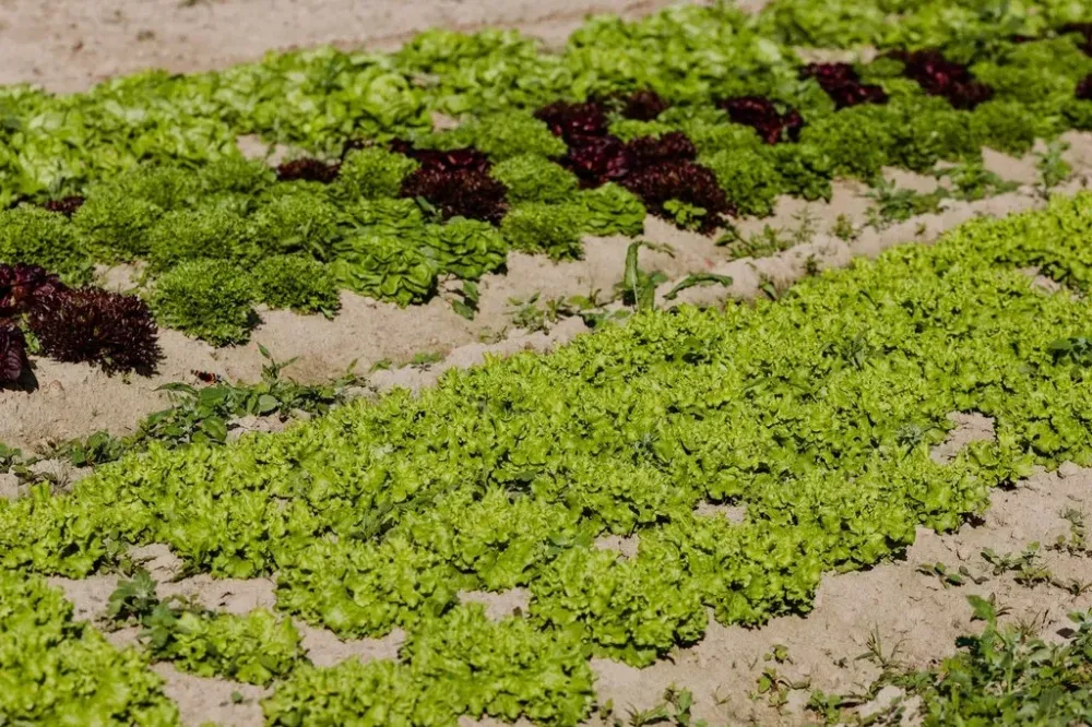 salades (1)
