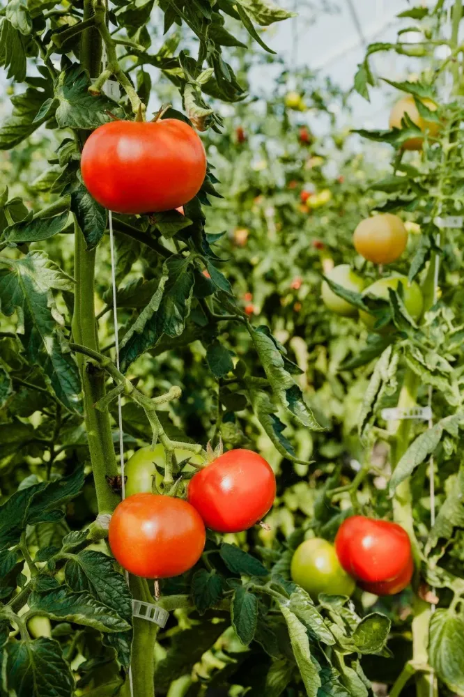 tomates (2)