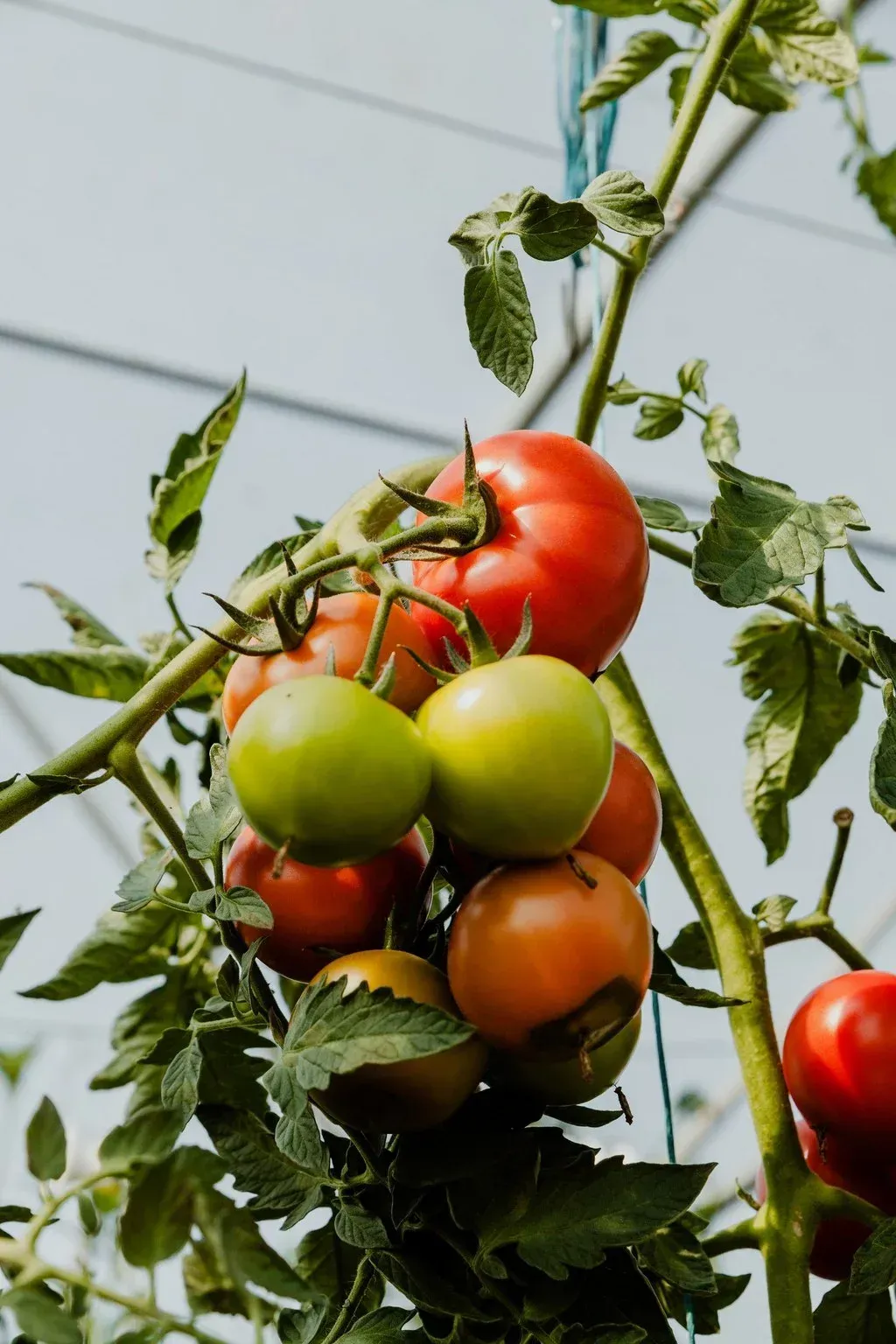tomates (3)