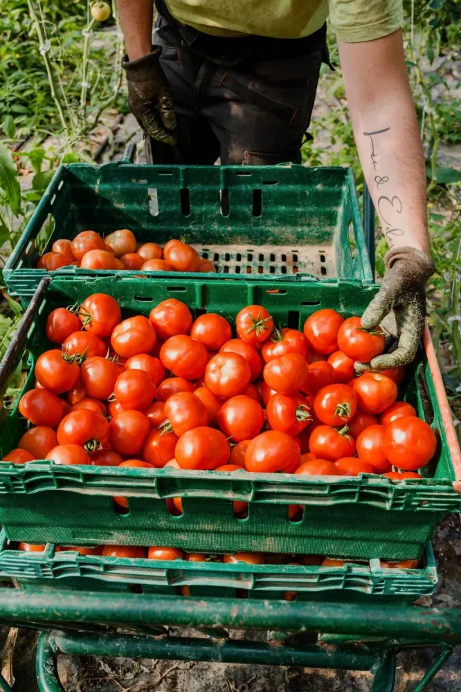 tomates (4)